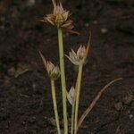 Juncus pygmaeus Övriga