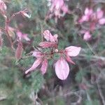 Ononis fruticosa Floare