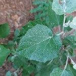 Pericallis appendiculata Leaf
