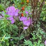 Colchicum lusitanum Цвят