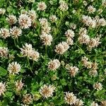 Trifolium pallescens Virág