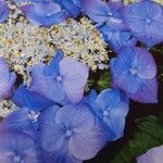 Hydrangea macrophylla 花