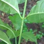 Tabernaemontana citrifolia 树皮