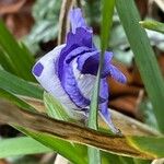 Iris unguicularis Flower