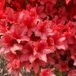 Rhododendron calendulaceum Fleur