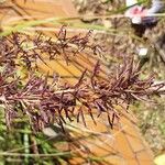 Cymbopogon nardus Hoja
