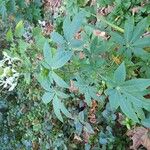 Cleome spinosa Other