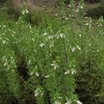 Teucrium cubense Plante entière