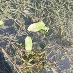 Potamogeton crispus Leaf