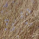 Lavandula coronopifoliaFleur