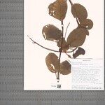 Philgamia denticulata Otro