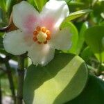 Clusia minor Flor