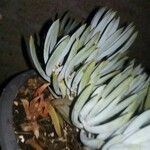 Dudleya densiflora Corteza