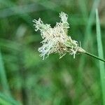 Carex brizoides 花
