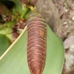 Welwitschia mirabilis Owoc