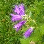 Campanula latifoliaBloem