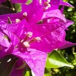 Bougainvillea glabraFlor