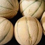 Cucumis melo Άλλα
