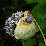 Allium porrum 花