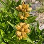 Gentiana punctataFlower