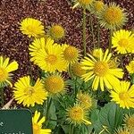 Doronicum orientale Fula
