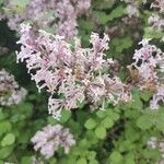 Syringa pubescens Blomma