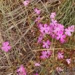 Dianthus carthusianorum عادت