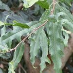 Stenocarpus sinuatus Levél