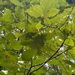 Quercus michauxii Leaf