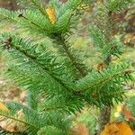 Abies nordmanniana برگ