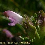 Pedicularis sylvatica Flower