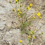 Senecio glaucus Other