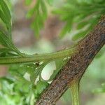 Asplenium hypomelas Ліст