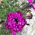 Petunia x atkinsiana Flors