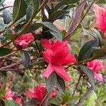 Rhododendron simsii Flower