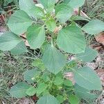 Acalypha indica برگ