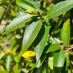 Jasminum odoratissimum Folha