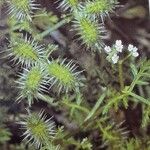 Caucalis platycarpos Fruit