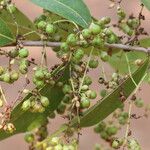 Phyllocosmus lemaireanus Fruto