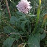 Knautia basaltica Hàbitat