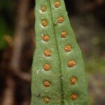 Microgramma mauritiana Leaf