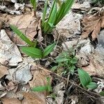 Allium tricoccum Feuille