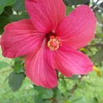 Hibiscus rosa-sinensis फूल
