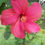 Hibiscus rosa-sinensis Flower