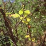 Acalypha crenata Lapas