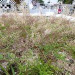 Eragrostis tenella Habit