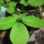 Panax quinquefolius Blad