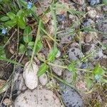 Veronica beccabunga Habit