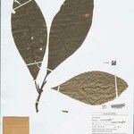 Tovomita longifolia 葉