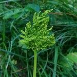 Botrychium virginianum Blomst